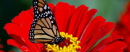 butterfly