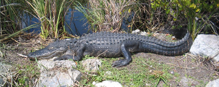 Everglades Tours