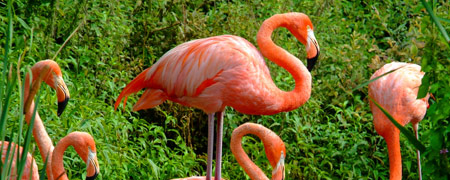 flamingo