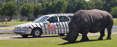 Lion Country Safari