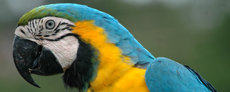 Parrot
